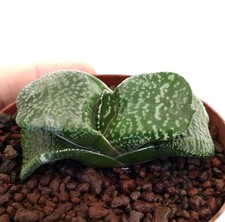 Gasteria armstrongii - , cv
