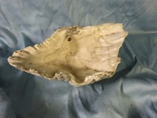 Coquillage bénitier de 18 cm