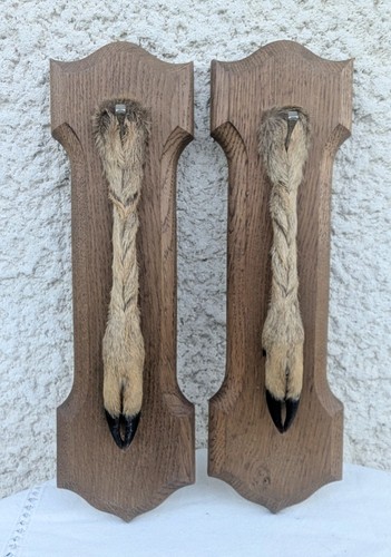 Pattes chevreuil pied - pattes,