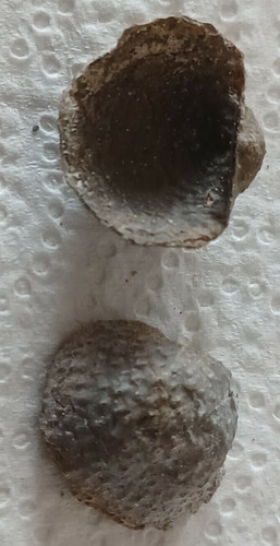 Brachiopode dévonien - brachiopode, du