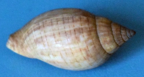 Sea shell coquillages - ,