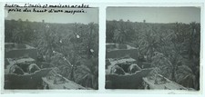 ALGÉRIE Oasis Biskra Palmeraie PHOTO c1925 sur Plaque de verre Vintage VLn