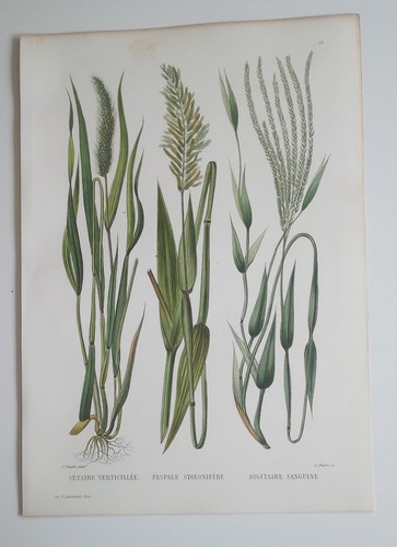 Planche botanique gravée sur - planche,