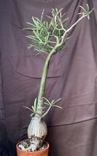 Adenium somalense var. nov (Plante succulente caudex)