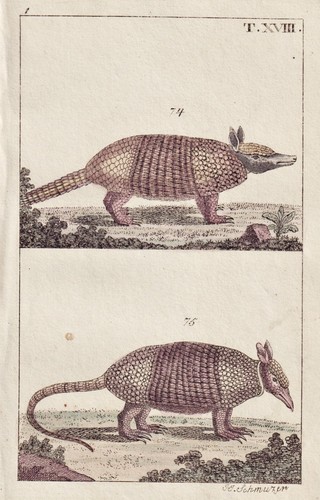 Estampe pangolin cuivre - de,