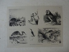 Newton FIELDING (1799-1856) GRANDE LITHO ANGLAISE CHASSE LIEVRE GIBIER 1829