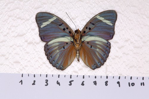 Euphaedra preussi male - euphaedra, preussi,