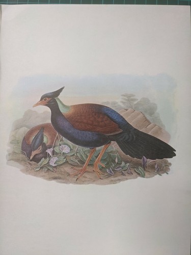 1969 imprimé oiseau - 1969,