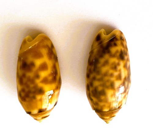 Coquillage olividae mantichora - olividae,