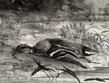 Newton FIELDING 1799-1856