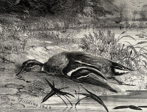 Newton fielding 1799 - newton,