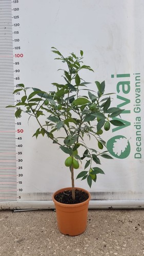 Plante lemonquat pot 20 - lemonquat,
