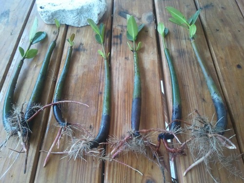Seeds and plants aquarium - 6,