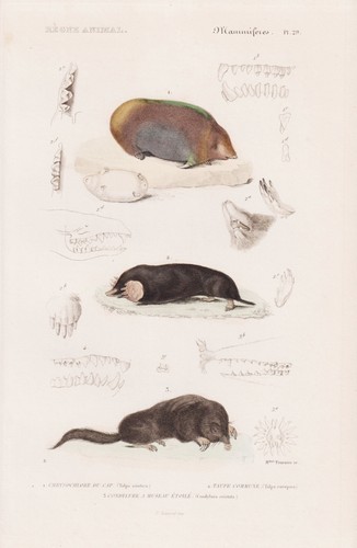 Talpa maulwurf mole - mole, souris
