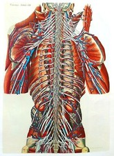 Lithographie Table Anatomique