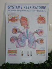 Affiche Anatomique en relief plastique thermoformé Vintage Système Respiratoire