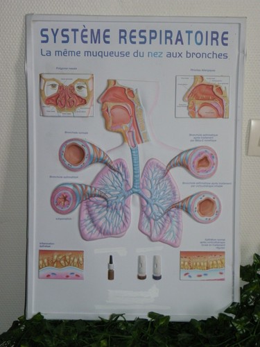 Affiche anatomique relief - en,