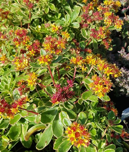 Sedum kamtchaticum