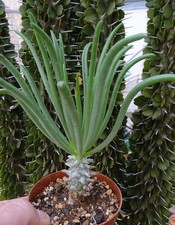 TYLECODON WALLICHII adenium