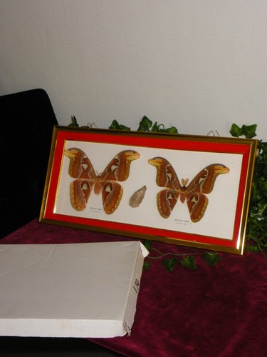 Cadre naturalisé papillon - , de