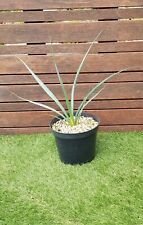 HESPERALOE "Funifera Blanc"