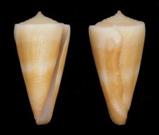 Coquillage de collection : Conus attenuatus Rare (22 mm - F+/F++)