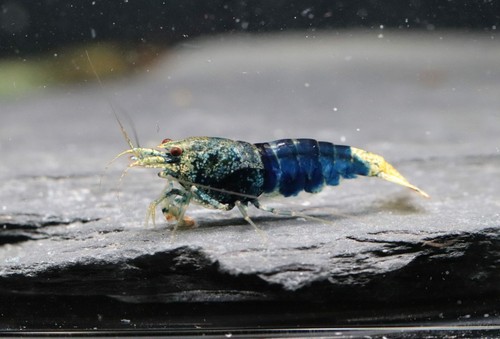 Lot crevettes - 10,