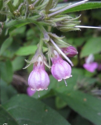 Consoude officinale fleur - officinale,