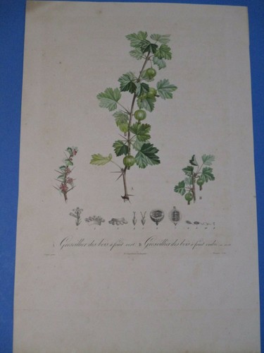 Gravure originale ancienne - ,