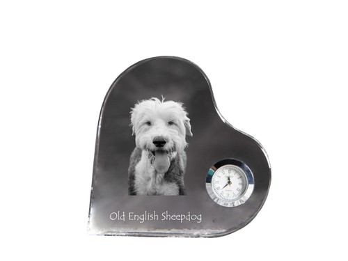 Chien berger anglais - chien,