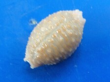 Cypraea nucleus madagascariensis Madagascar (Salary) 20,6mm GEM n1