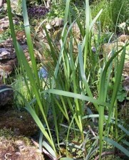 ♫ LAICHE 'des Rives' -Carex