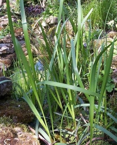 Laiche des rives - rives', -carex