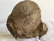 FOSSILE OURSIN  marine