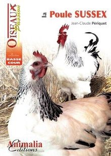Poule sussex périquet - poule,