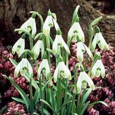 Bulbes de perce-neige bulbes fleurs Galanthus Viridi-apice 3 pcs
