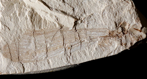 Grande insecte fossile - grande,