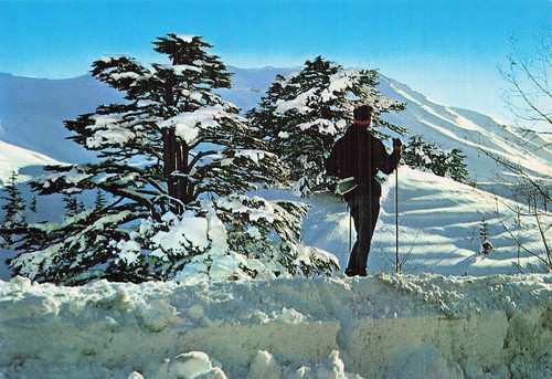 Liban cedres silhouette - liban,