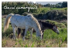 Cheval camarguais (Calendrier mural 2026 DIN A3 horizontal), CALVENDO calendrier