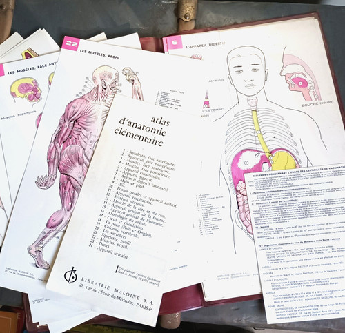 Atlas anatomie élémentaire - d'anatomie,