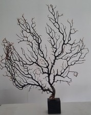 curiosité , taxidermie 