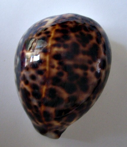 Cypraea tigris mm - cypraea, 94