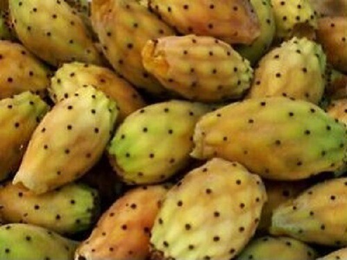 Orange columncactus - columncactus,