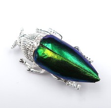 Superbe grand scarabée sacré