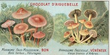 CHROMO MARASME FAUX - HYPHOLOME FASCICULE -  CHOCOLAT D'AIGUEBELLE