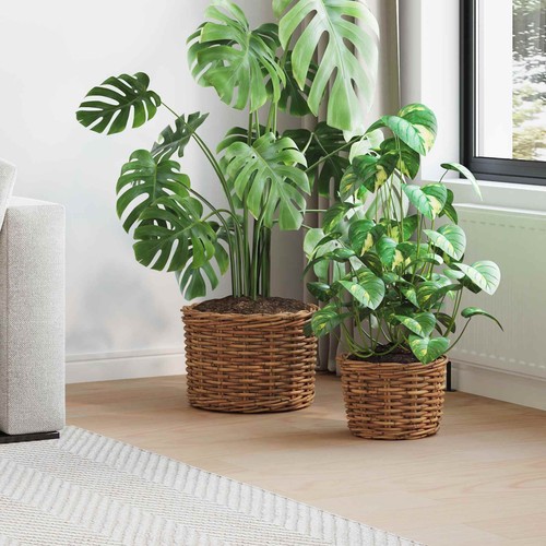 Panier plantes avec - plantes,