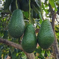 Persea americana 'Jimenez' - Groupe A - Avocatier