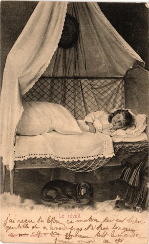 Dogs cute dachshund - dachshund, sleeping