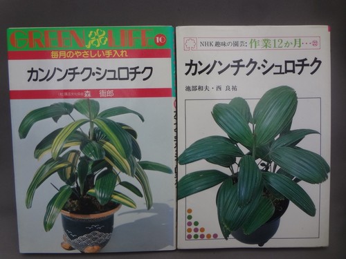 Rhapis excelsa - (used), +