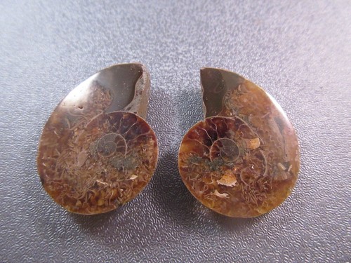 Pair madagascar ammonite - pair,